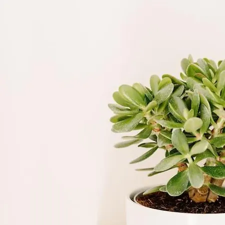 Апартаменты Bonsai House - The Place To Be! *